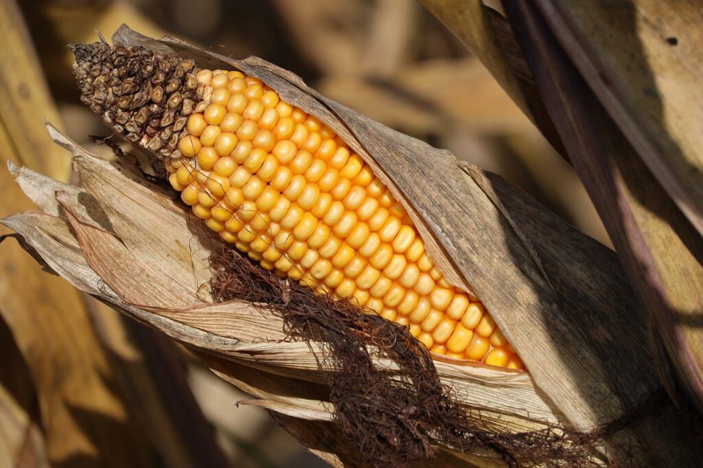 La Vida en el Campo