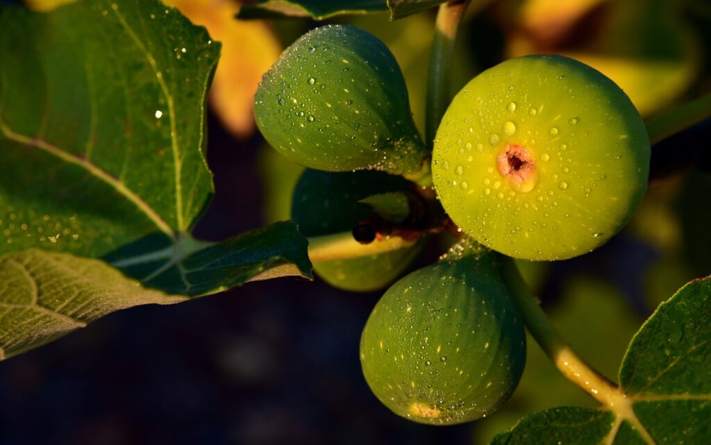 8 frutos exóticos