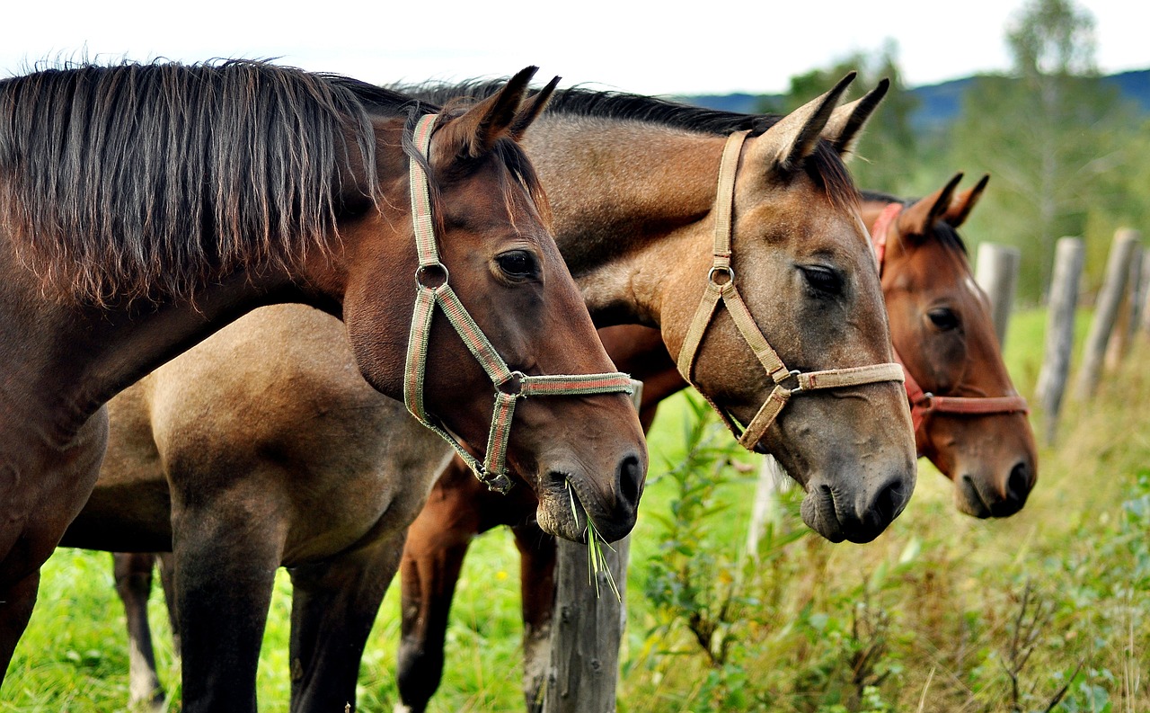 horses, animals, horse-2962718.jpg